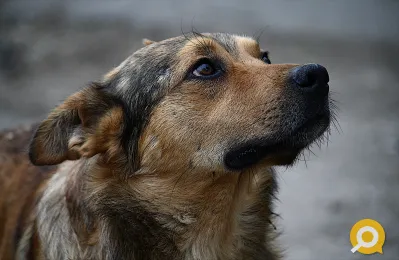 Захоронение домашних собак и кошек в Донецке