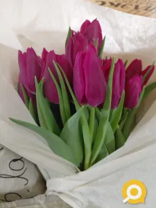 Тюльпаны свежие оптом. Доставка по ДНР, низкие цены