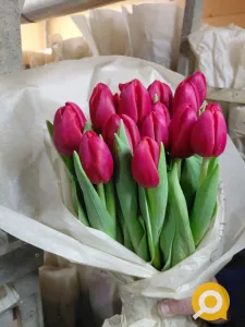 Тюльпаны свежие оптом. Доставка по ДНР, низкие цены