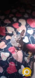 Канадский сфинкс девочка