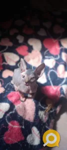 Канадский сфинкс девочка