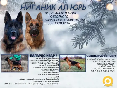 Щенки немецкой овчарки с документами