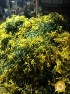 Мимоза из Абхазии оптом — свежий сбор 2026, к 8 марта, от прямого поставщика