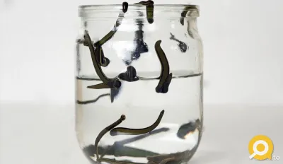 Продаются пиявки медицинские средние
