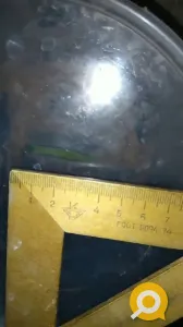 Продаются пиявки медицинские средние