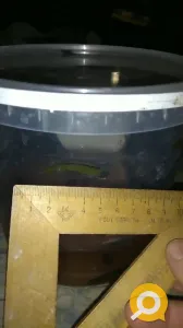 Продаются пиявки медицинские средние