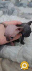 Котята Канадского сфинкса