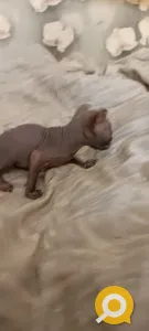 Котята Канадского сфинкса