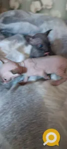 Котята Канадского сфинкса