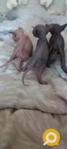 Котята Канадского сфинкса