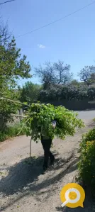 Вывоз деревьев, веток и листвы в  Донецке